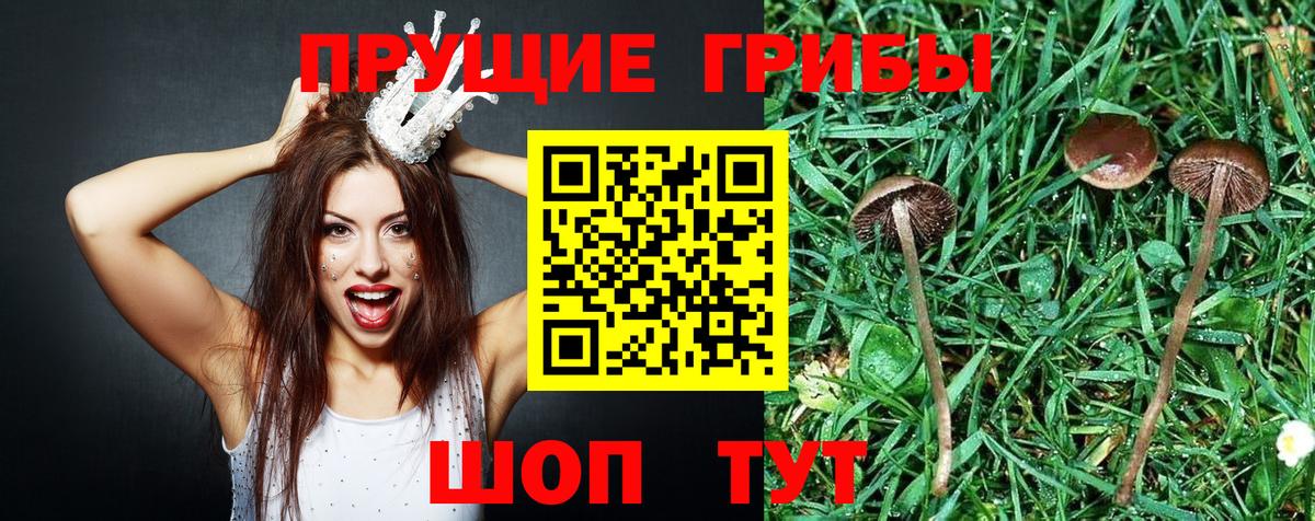 Ивантеевка  Галлюциногенные грибы ЛСД  Вход с VPN 